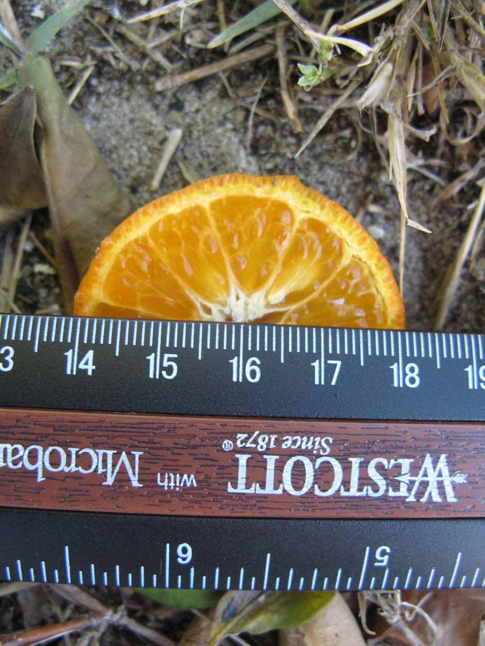            Fruit cross-section (Winter Haven, FL)   